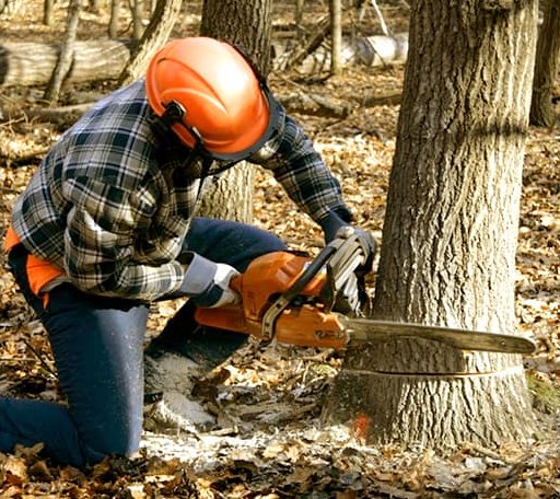 Tree Removal in Enfield, IL